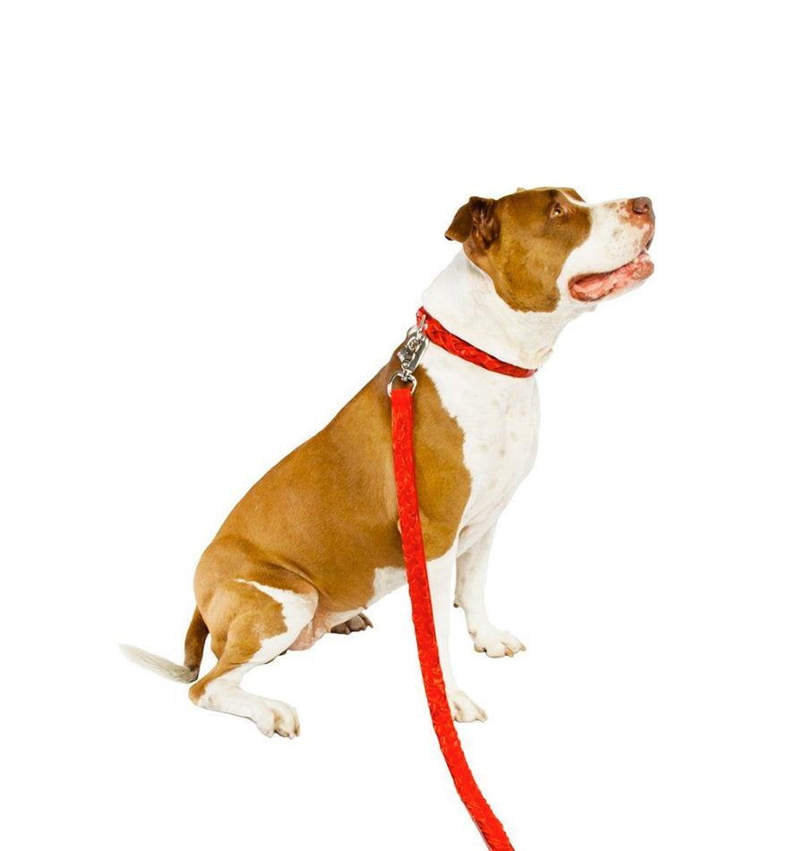 Braided Leather Leash