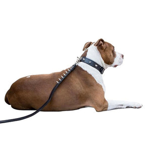 Leather Spiked Rock n' Roll Leash