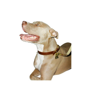 Webb Leather Collar